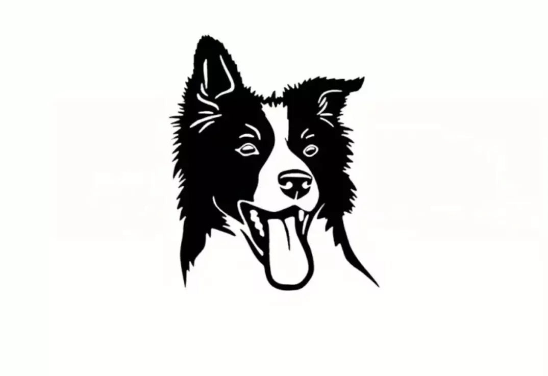 BORDER COLLIE CAR STICKERS DECALS BUMPER WINDOW VINYL FUNNY LAPTOP NOVELTY DOG